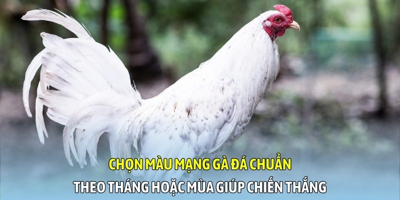 Chọn màu mạng gà đá chuẩn theo tháng hoặc mùa giúp chiến thắng