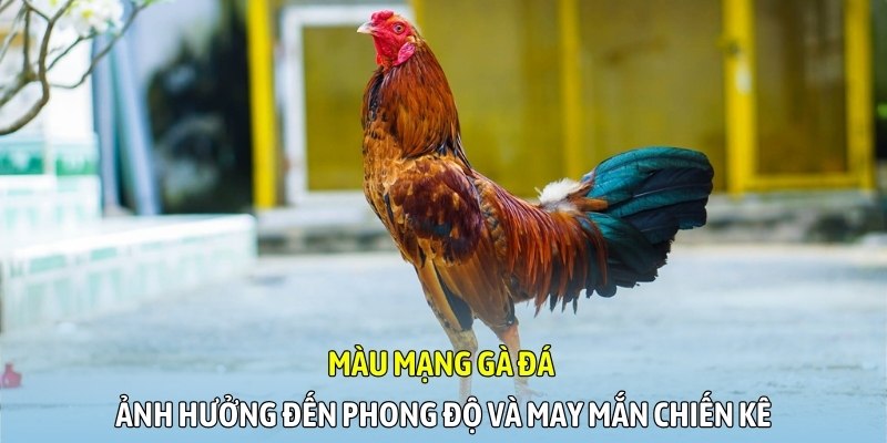 Màu mạng gà đá ảnh hưởng đến phong độ và may mắn chiến kê