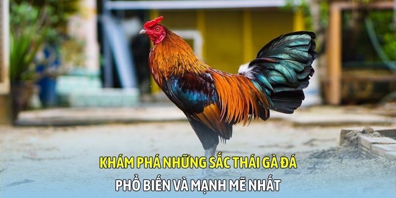 Khám phá những sắc thái gà đá phổ biến và mạnh mẽ nhất